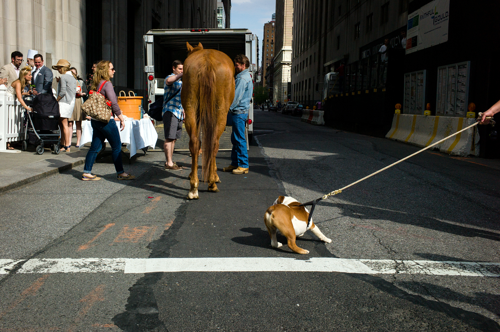 essay on street dogs